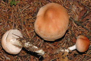 Новый вид грибов обнаружили в Прикамье 