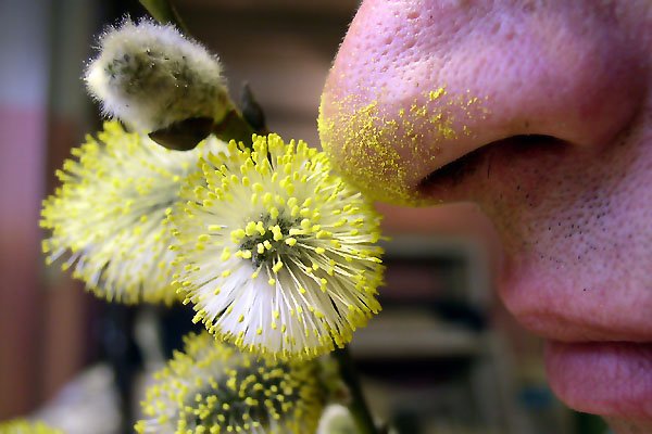 Учёные Перми придумали «ловушку» для пыльцы