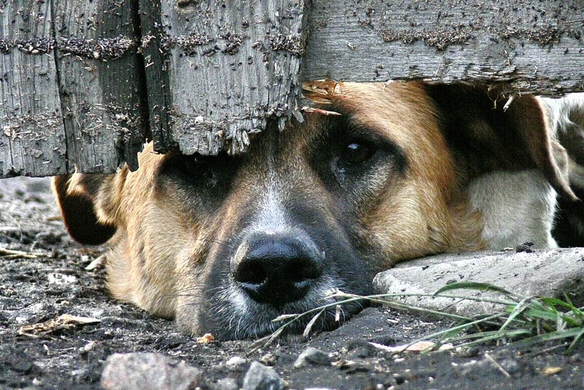 Издевательства над собаками в пермском муниципальном приюте подтвердились