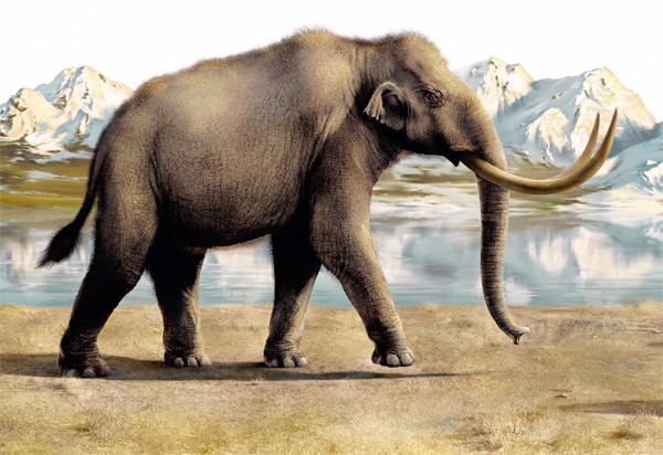 В Пермском крае продолжаются раскопки останков трогонтериевого слона