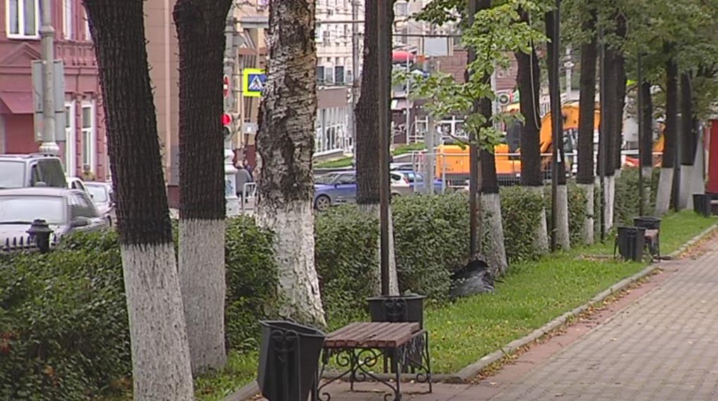 Пермяки высказываются против вырубки деревьев на Комсомольском проспекте